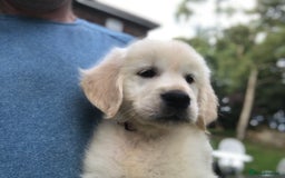 Golden Retriever dogs for sale: Super litter of Goldie pups carrying some colour  - Image 12