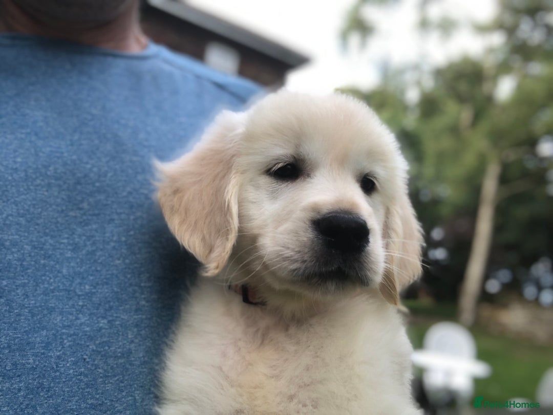 Golden Retriever dogs for sale: Super litter of Goldie pups carrying some colour  - Image 12