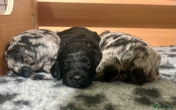 Cockapoo dogs for sale: 🐾 ADORABLE COCKAPOO PUPPIES FOR SALE! 🐾 - Advert 8