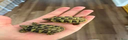 Hermann Tortoise reptiles for sale:  Herman Tortoises  in Milton Keynes - Advert 4