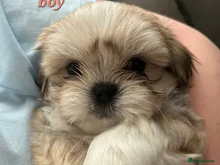 Shih Tzu dogs LAST 2 PUPS LEFT -READY TO LEAVE NOW - Advert 11