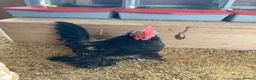 Chickens poultry for sale: Lovely male booted bantam  in High Wycombe - Advert 3