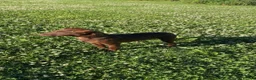 Patterdale Terrier dogs for sale: patterdale terrier  - Advert 4