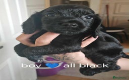 Cocker Spaniel dogs for sale: Cocker spaniel pups - Image 2