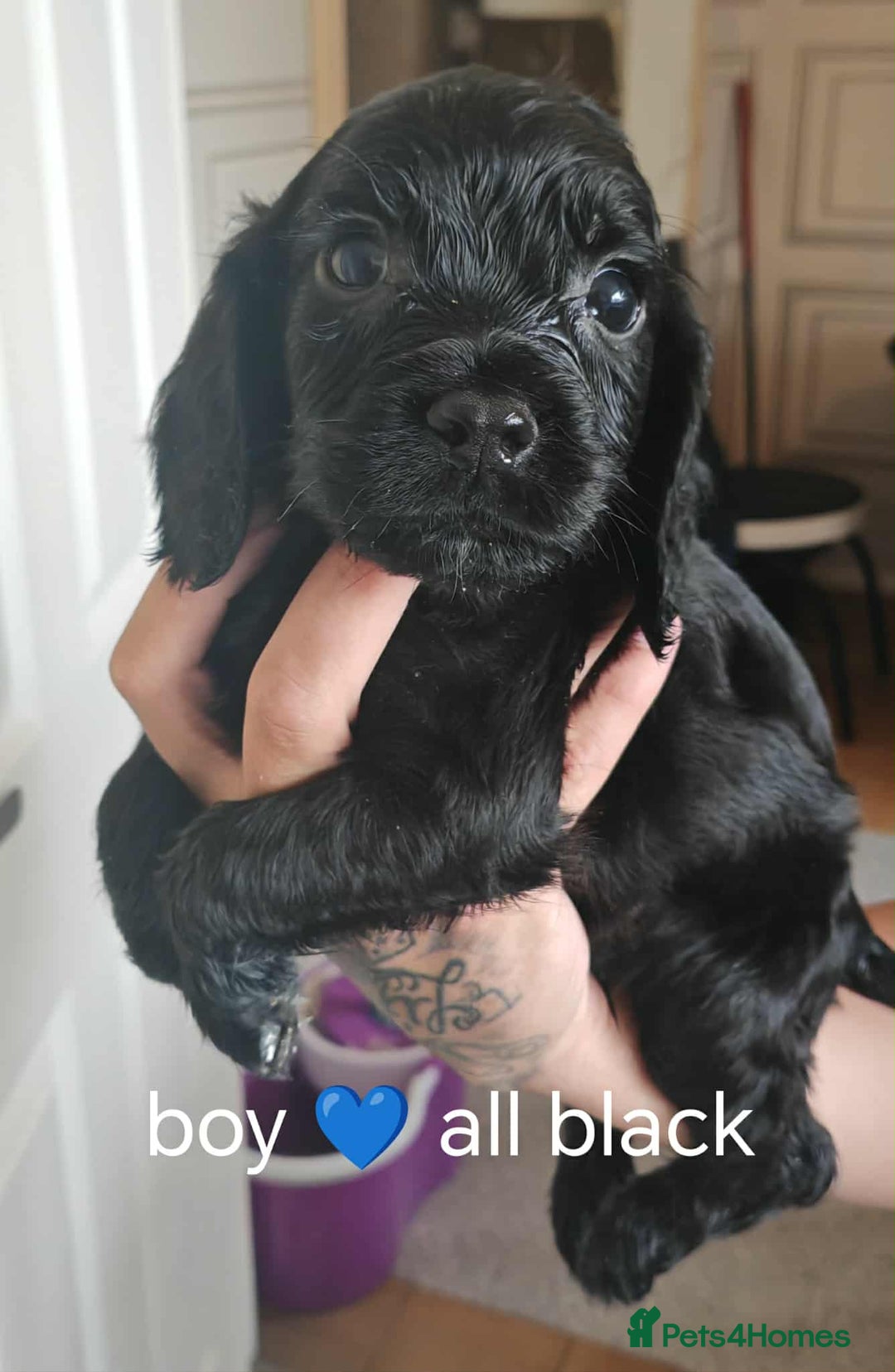 Cocker Spaniel dogs for sale: Cocker spaniel pups - Image 2