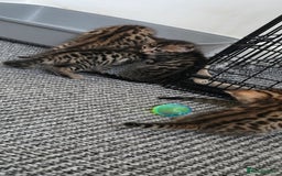 Bengal cats for sale: Mixed Tabby x Bengal Kittens – 2 Males Left 🐾 - Image 6