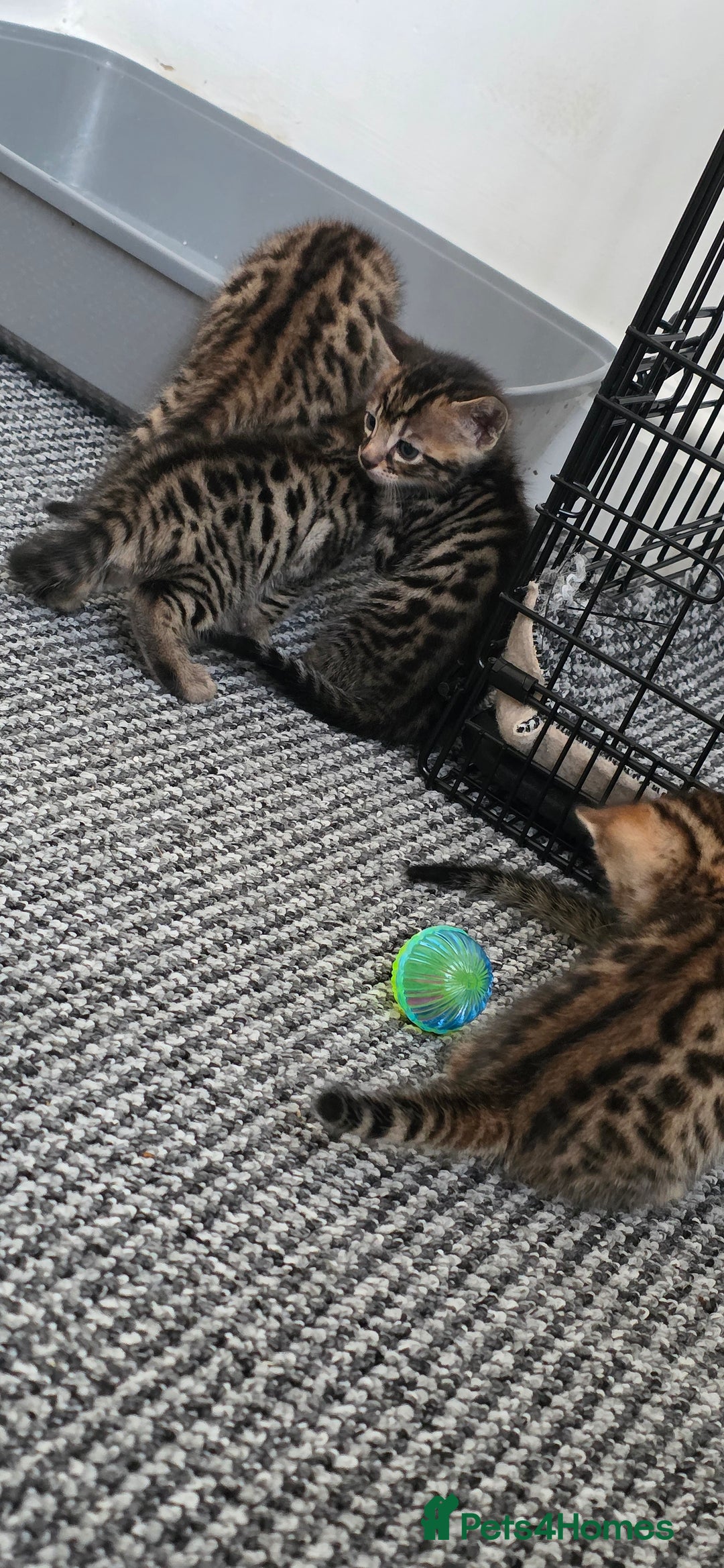 Bengal cats for sale: Mixed Tabby x Bengal Kittens – 2 Males Left 🐾 - Image 6