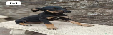 Mixed Breed 8