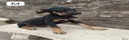 Mixed Breed dogs for sale: Huntaway X kelpie pups  - Advert 6