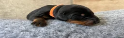 Dobermann dogs for sale: Outstanding Quality Dobermann puppies, KC REG - Advert 32