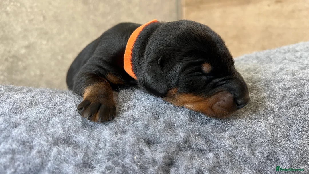 Dobermann dogs for sale: Outstanding Quality Dobermann puppies, KC REG - Advert 40