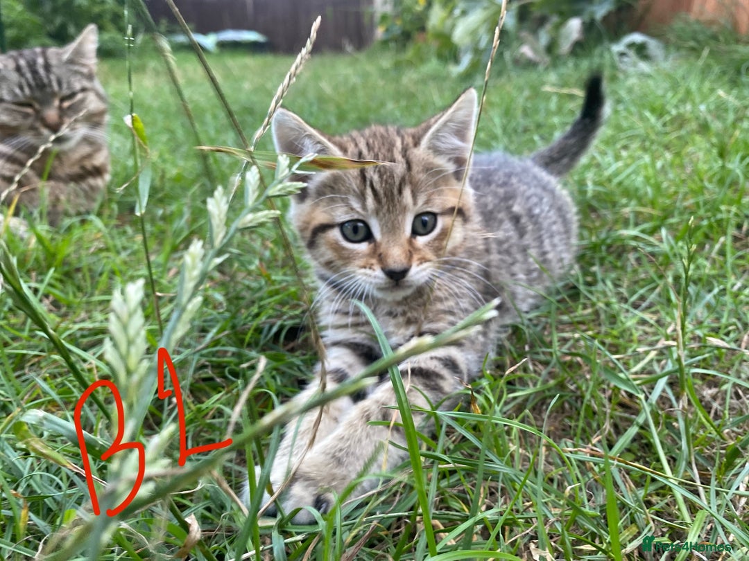 European cats for sale: 5 Adorable Male Kittens Looking for Loving Home - Image 6