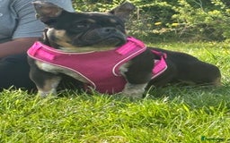 American Bully dogs for sale: American exotic bully - Image 2