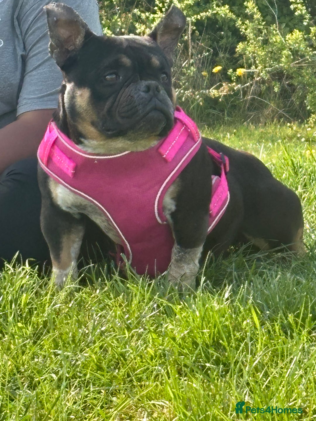 American Bully dogs for sale: American exotic bully - Image 2