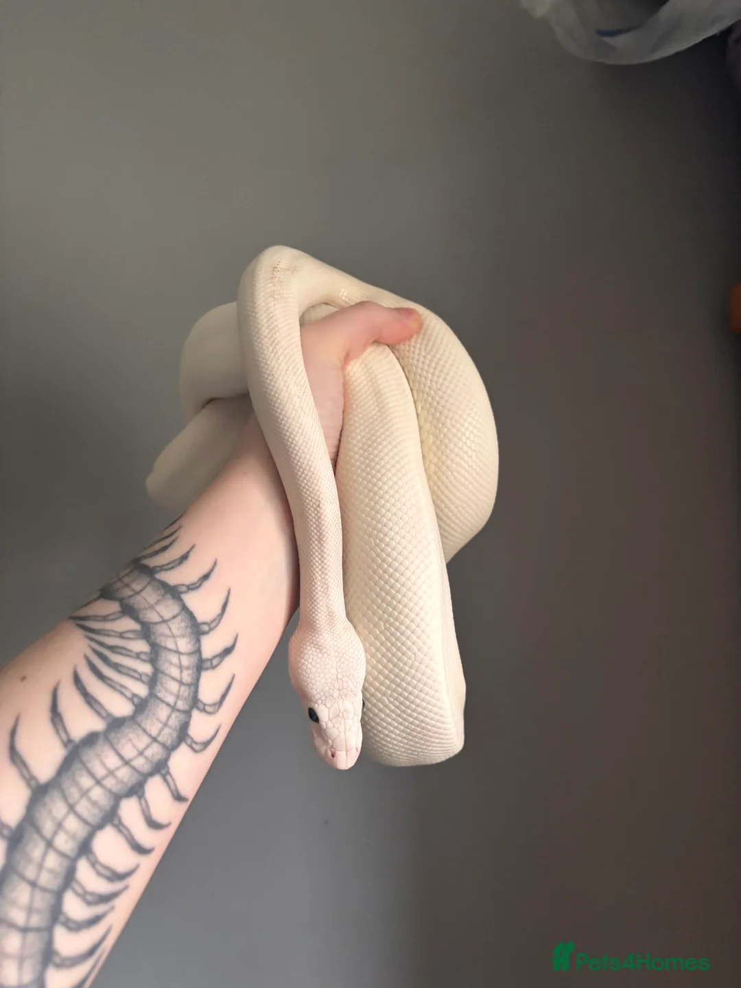 Python Snake reptiles for sale: Blue-eyed Leucistic Royal Python - Advert 4