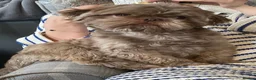 Shih Tzu dogs for sale: Imperial shih tzu puppies  - Advert 4
