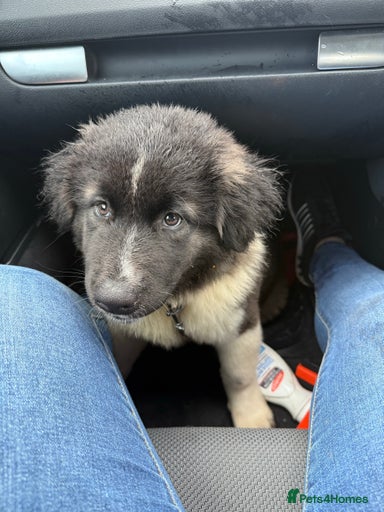 Gallery Image {{count}}