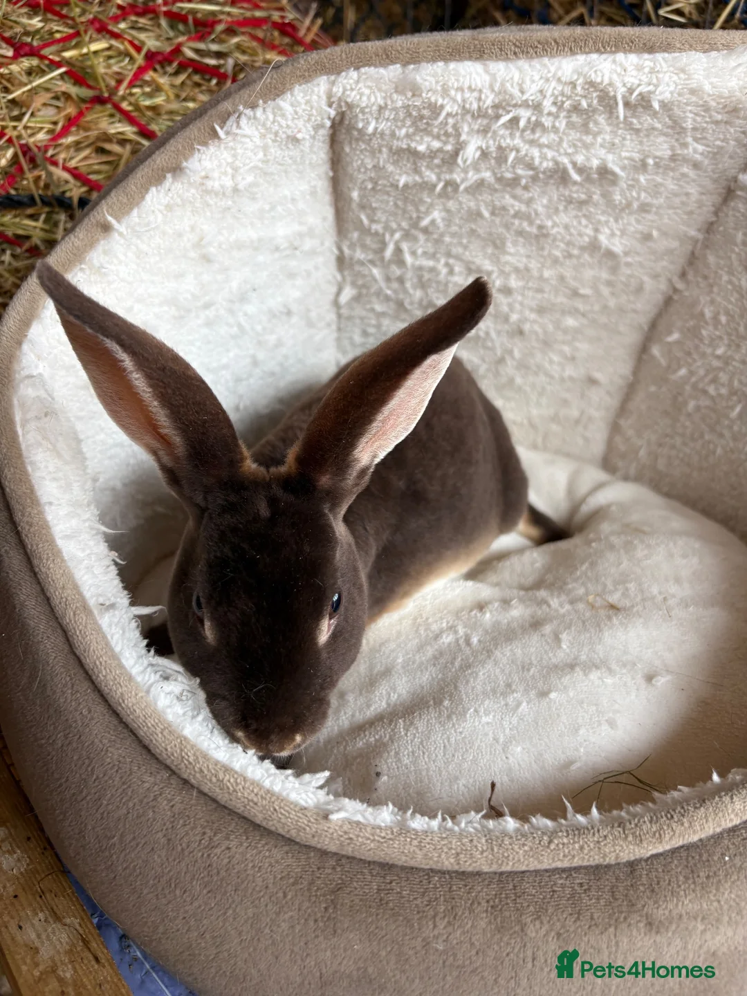 Rex rabbits for sale: Beautiful friendly chocolate otter mini Rex - Advert 2