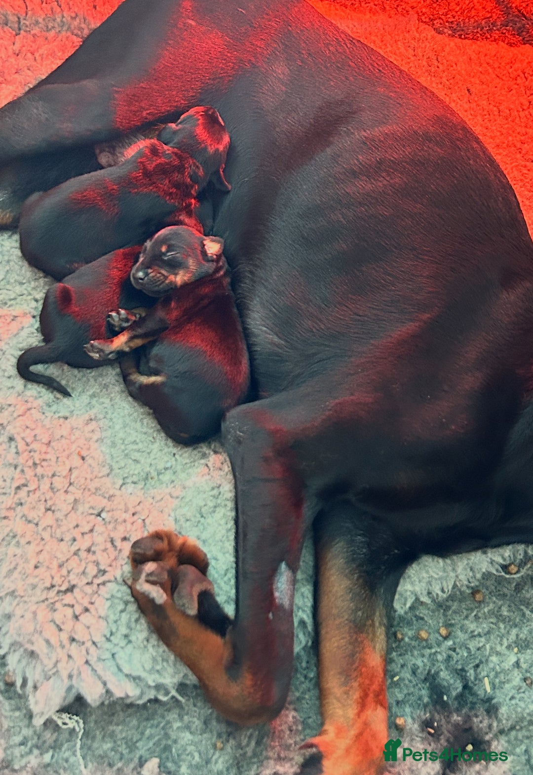 Dobermann dogs for sale: Amazing Dobermann puppies.  - Advert 18