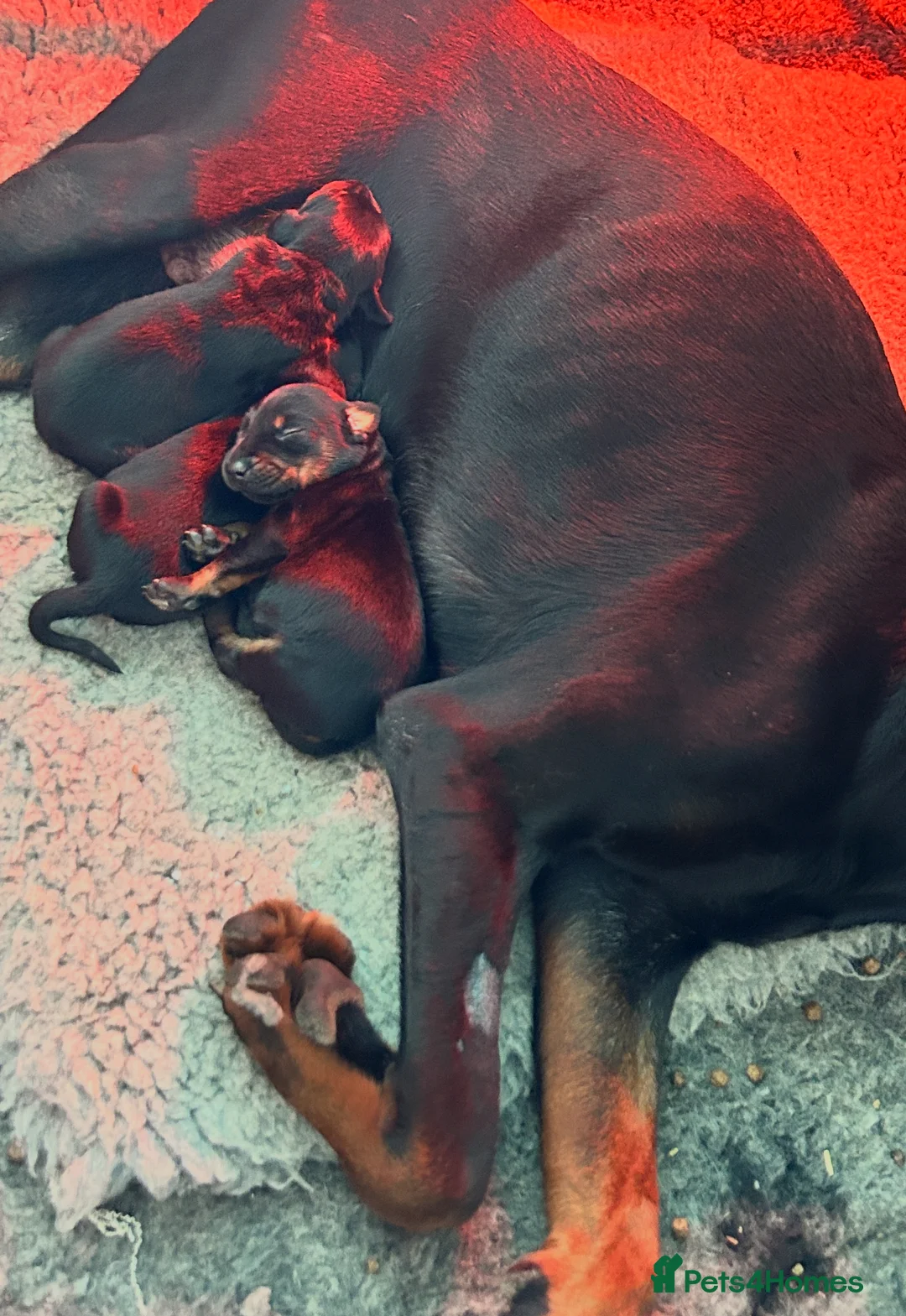 Dobermann dogs for sale: Amazing Dobermann puppies.  - Advert 18