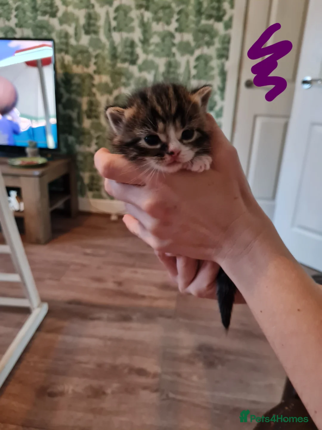 Mixed Breed cats for sale: Fluffy cute chunky kittens! - Advert 7