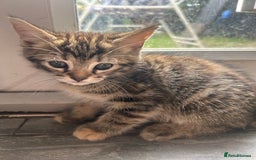 Mixed Breed cats for sale: Kittens  - Image 9