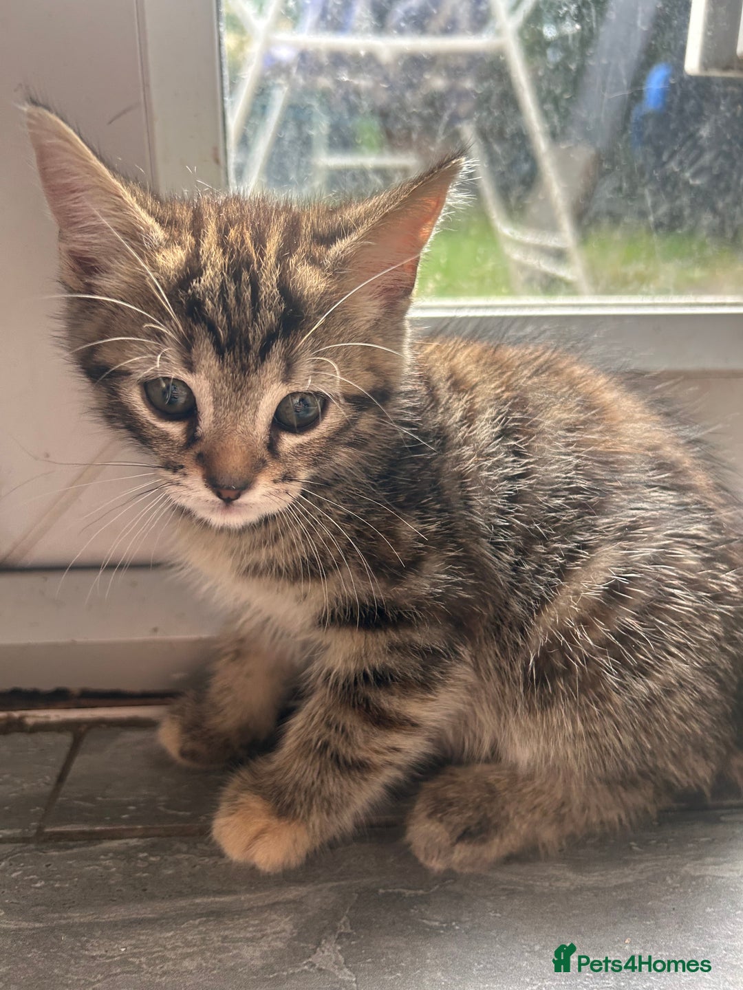 Mixed Breed cats for sale: Kittens  - Image 9