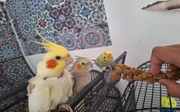 Parrots birds for sale: 4 sweet parrots - not sold separately. - Image 10