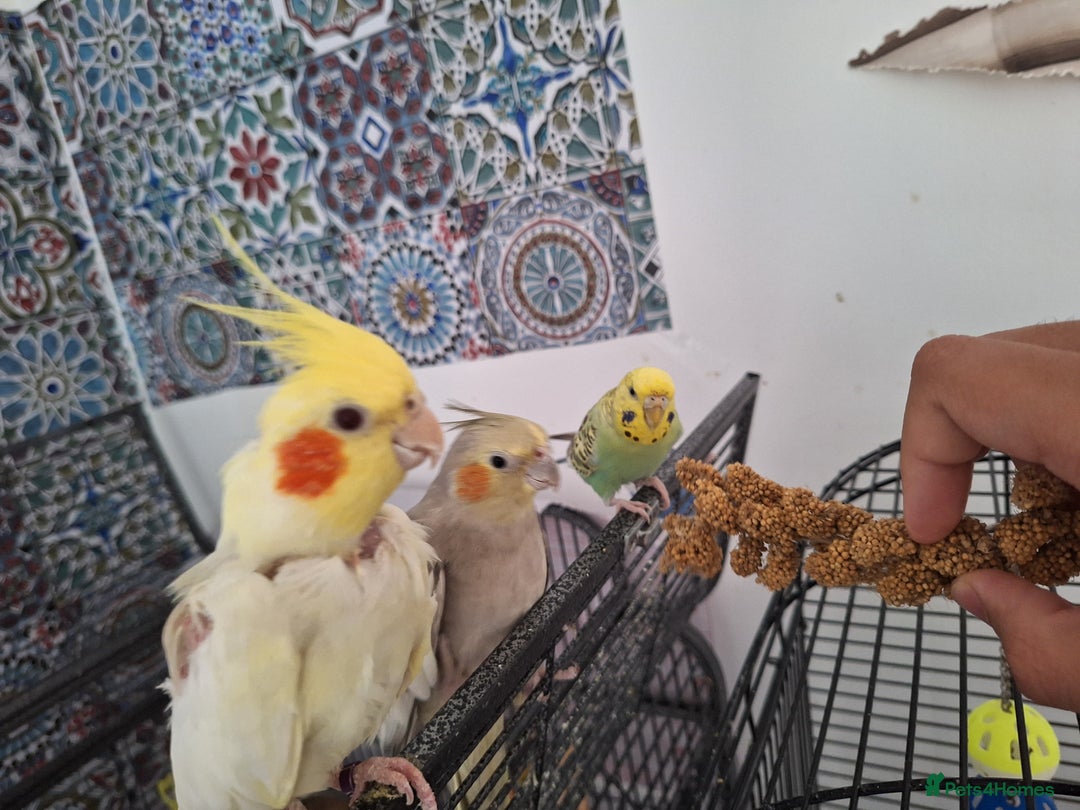 Parrots birds for sale: 4 sweet parrots - not sold separately. - Image 10