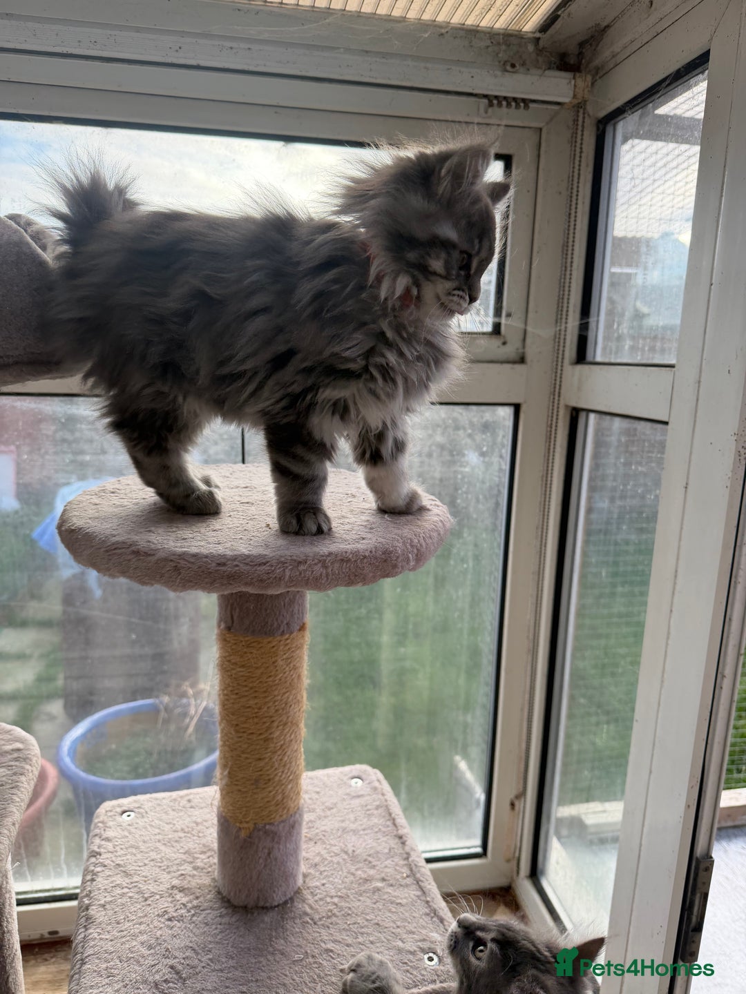 Maine Coon cats for sale: Maine Coon - Advert 15