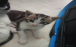 Mixed Breed cats for sale: Kittens for sale  - Image 29