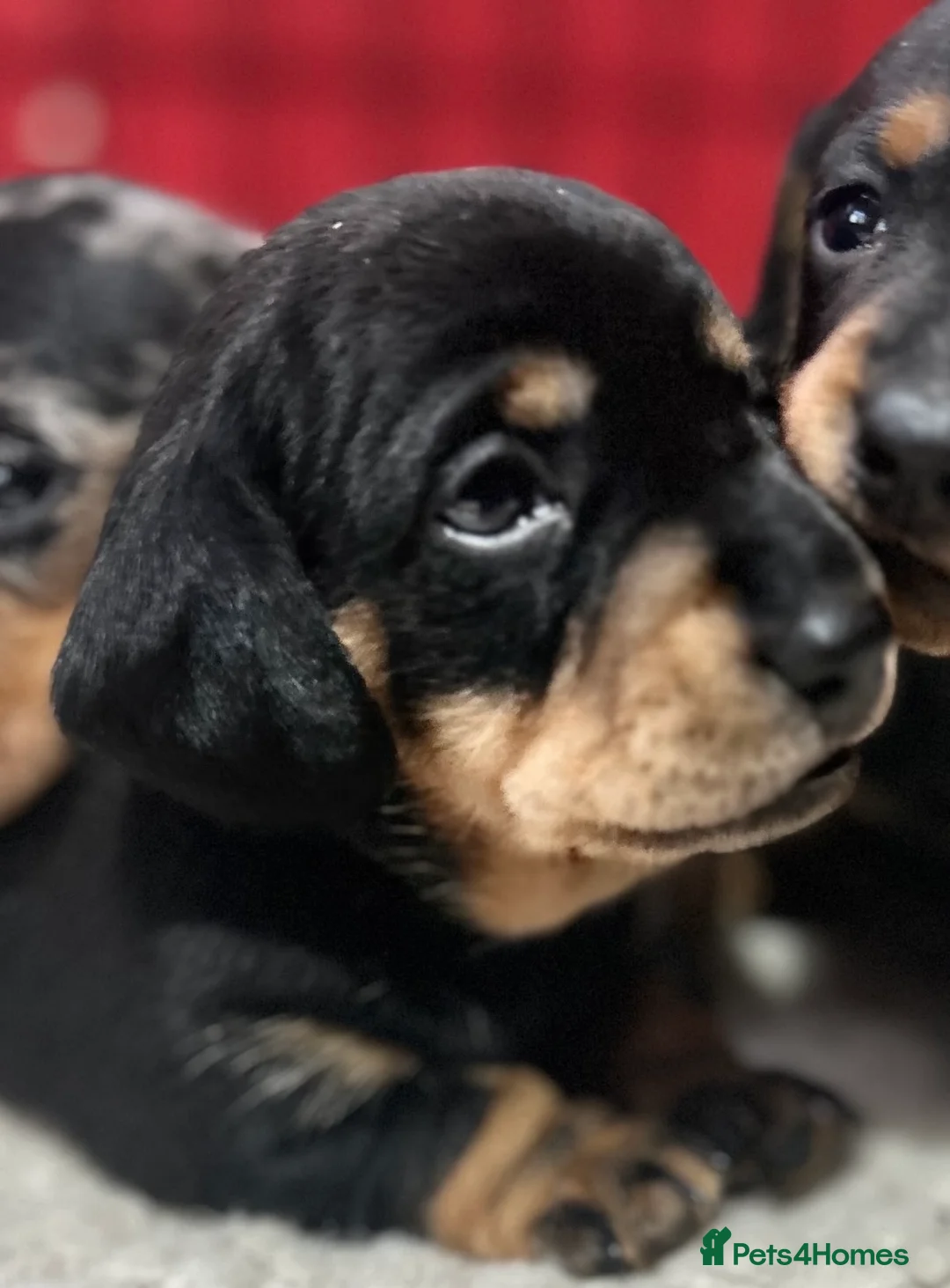 Miniature Dachshund dogs for sale: OUTSTANDING INSTAGRAM MINI DACHSHUNDS  - Advert 30