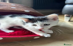 Mixed Breed cats for sale: Kitten looking for new home  - Image 3