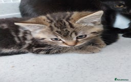 British Shorthair cats for sale: BBSH +British tabby shorthair in Manchester - Image 7