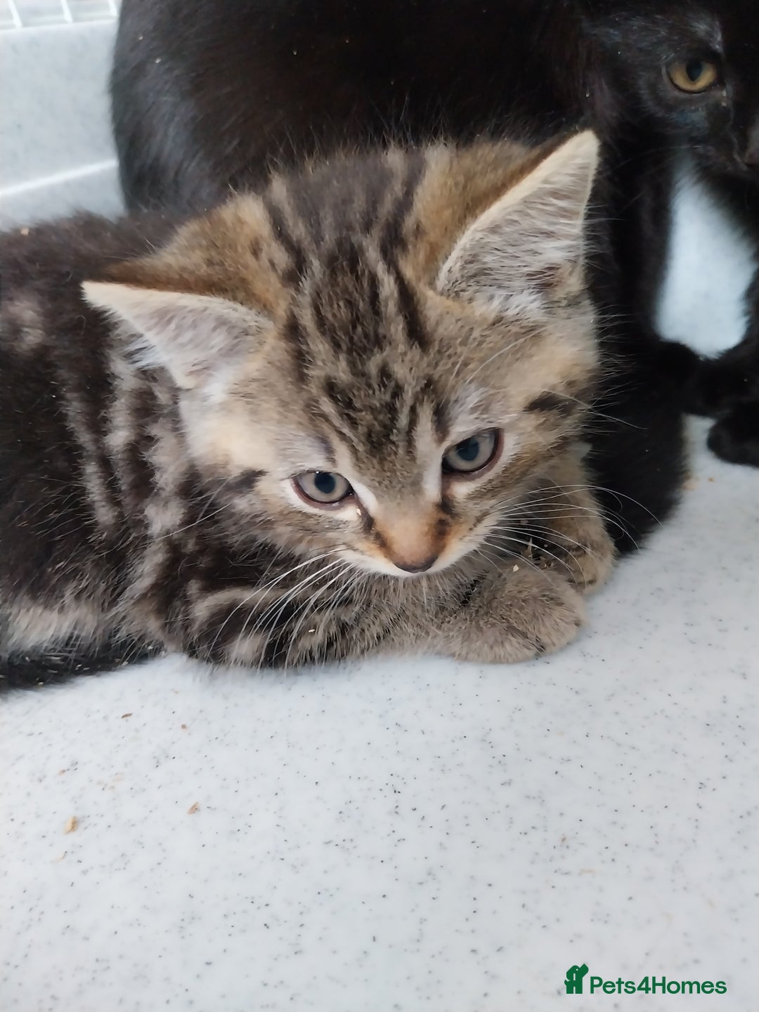British Shorthair cats for sale: BBSH +British tabby shorthair in Manchester - Image 7