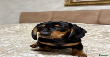 Miniature Dachshund dogs Miniature Dachshund Black and Tan Boy smooth hair - Advert 2