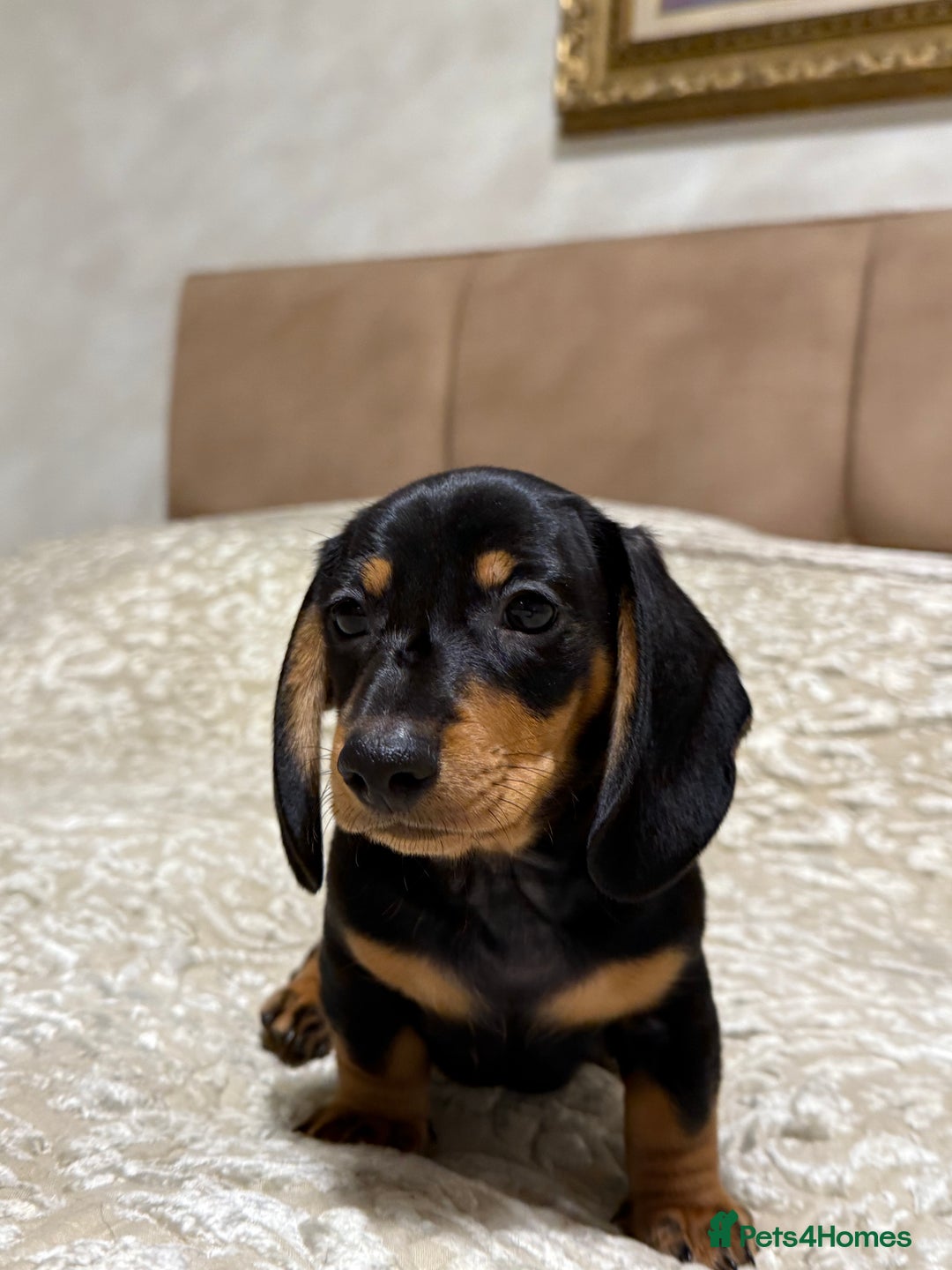 Miniature Dachshund dogs for sale: Miniature Dachshund Black and Tan Boy smooth hair - Advert 2