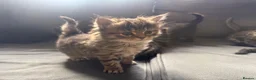 Ragcoon cats for sale: 8 RAGDOL X MAINCOON KITTENS🐱 - Advert 4