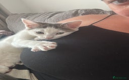 Mixed Breed cats for sale: READY NOW- 2 F Left. Beautiful Natures in Northampton - Image 1