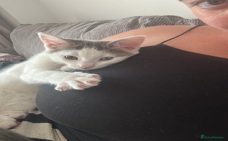 Mixed Breed cats in Northampton - Advert 17