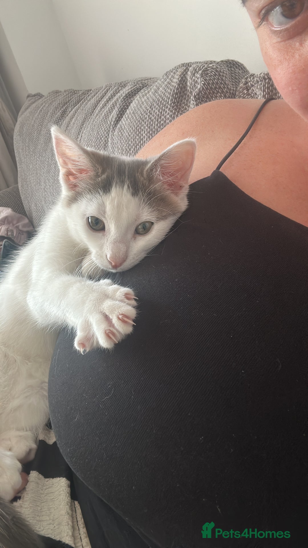 Mixed Breed cats for sale: READY NOW- 2 F Left. Beautiful Natures in Northampton - Image 1