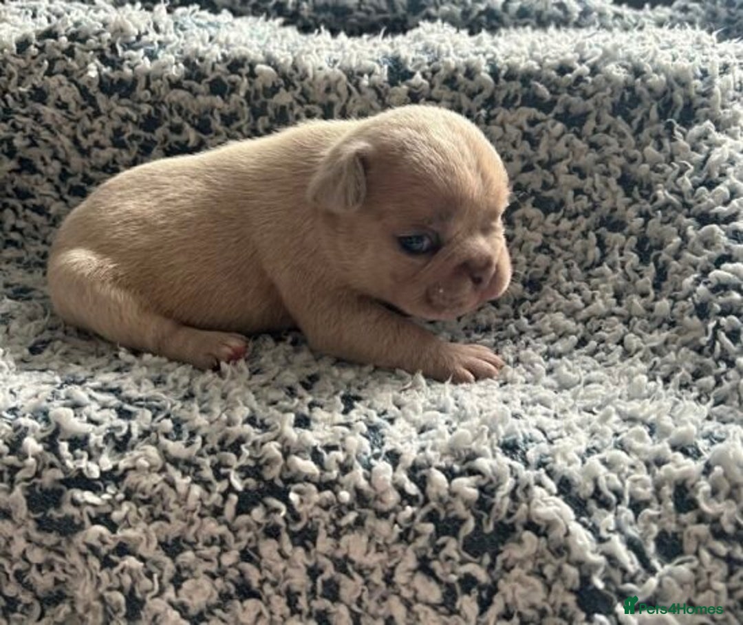 French Bulldog dogs for sale:  French Bulldog Puppy Brings Joy  - Advert 2