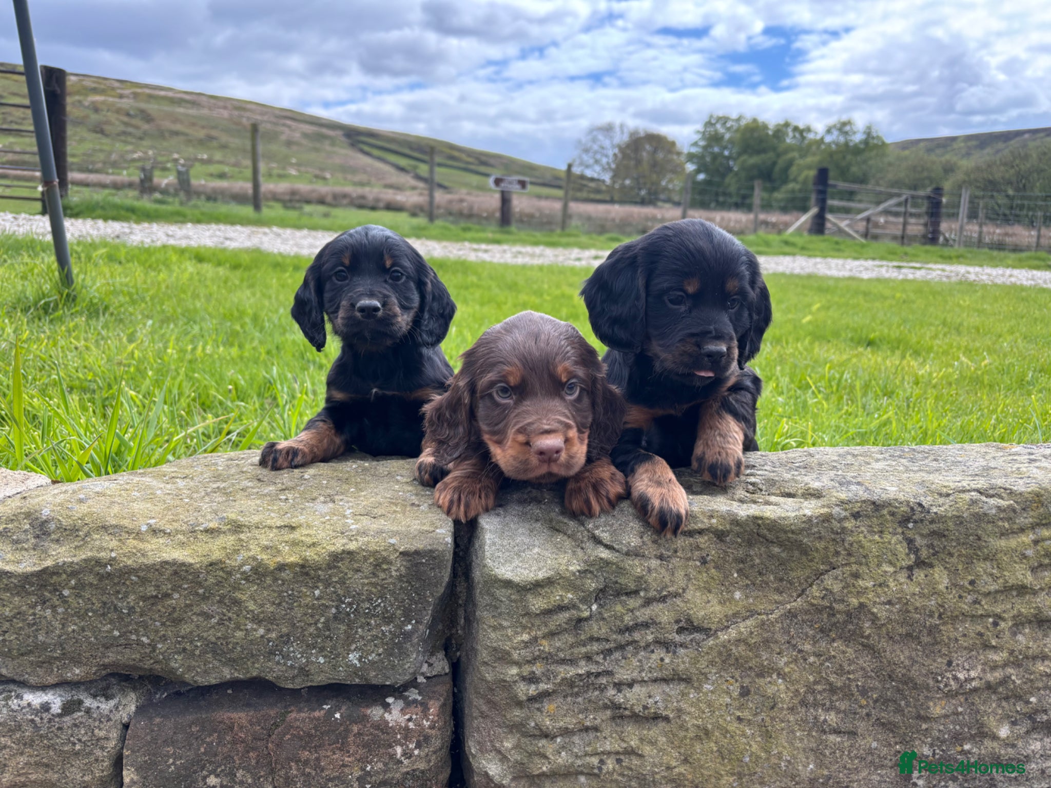 Cocker Spaniel dogs Tri Coloured Spaniels - Advert 11