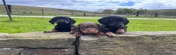 Cocker Spaniel dogs for sale: Black & Tan Girl left. 10 Weeks Old - Advert 3