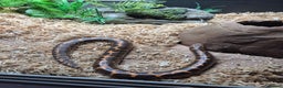 Boa Snake reptiles for sale: Sand boa with setup - Advert 5