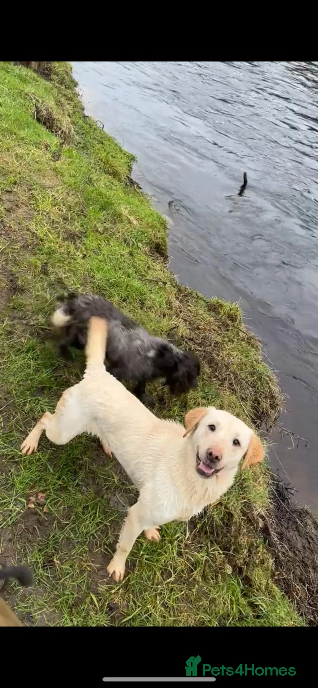 Labrador Retriever dogs for sale: stunning 11 month old labrador girl/ Your bestie in Bishop Auckland - Advert 1