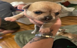 Chihuahua dogs for sale: Brother and sister Chihuahua - Advert 16