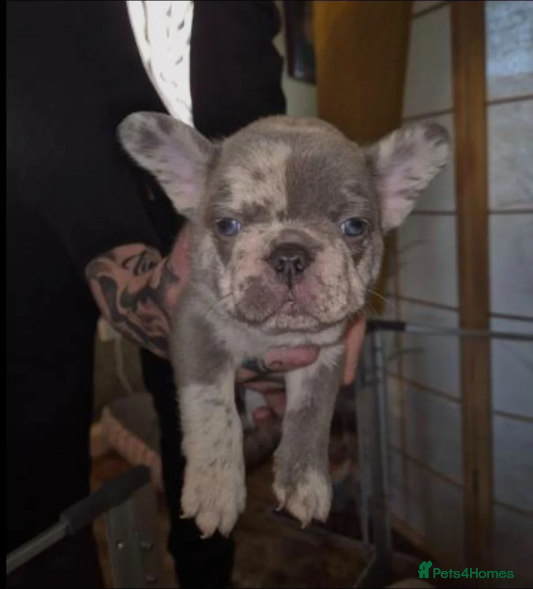 French Bulldog dogs for sale: French bulldog puppies  - Advert 1
