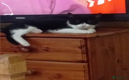 Mixed Breed cats for sale: 14 week old kitten for sale  - Image 5