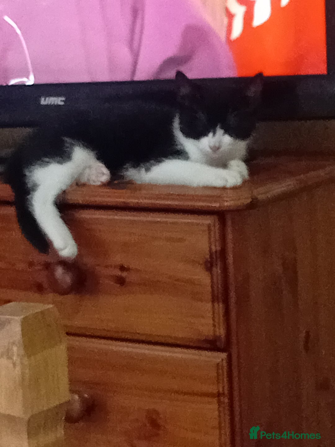 Mixed Breed cats for sale: 14 week old kitten for sale  - Image 5